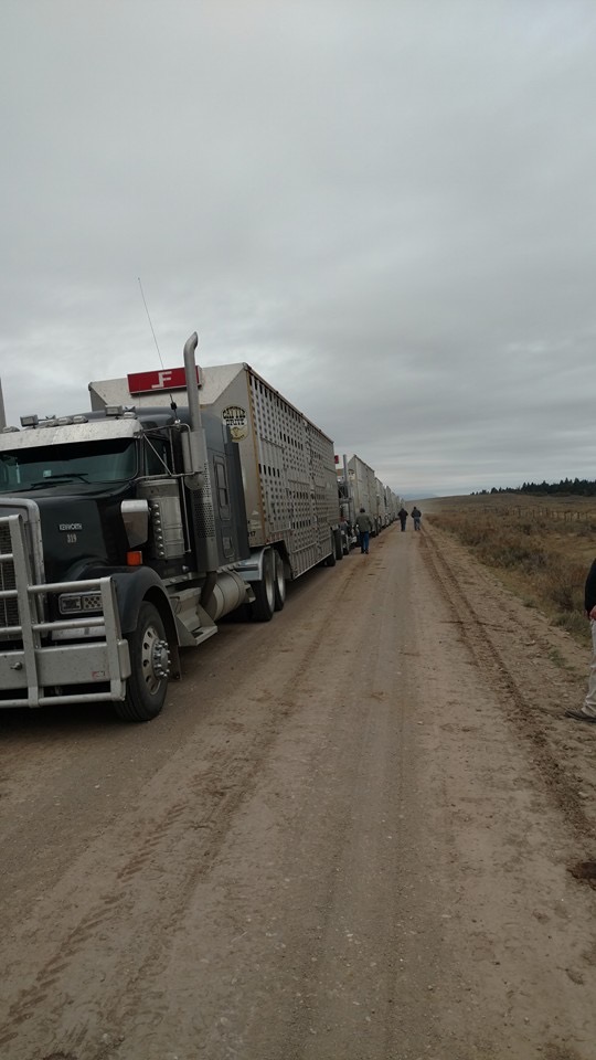 Livestock Network Cattle Trailers For Sale Cattle Trucking Jobs Bull Racks